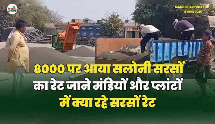 8000 पर आया सलोनी सरसों का रेट | जाने मंडियों और प्लांटों में क्या रहे सरसों रेट