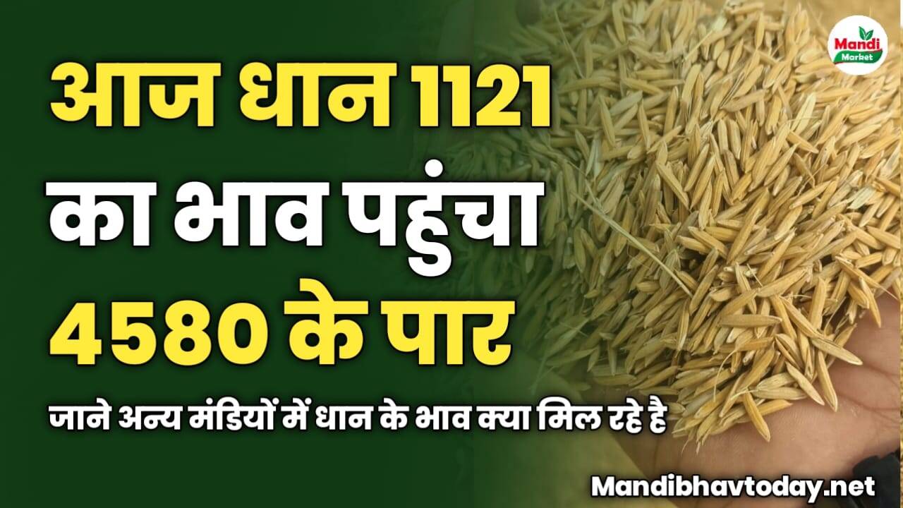 आज धान 1121 का भाव पहुंचा 4580 के पार | जाने अन्य मंडियों में धान के भाव क्या मिल रहे है