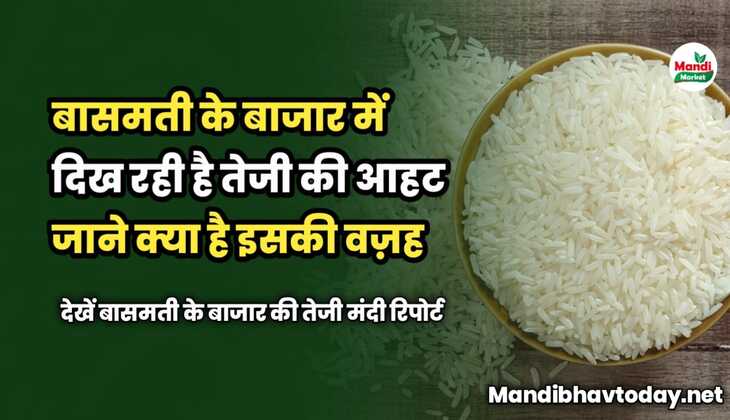 बासमती के बाजार में दिख रही है तेजी की आहट | जाने क्या है इसकी वज़ह | देखें बासमती के बाजार की पूरे हफ्ते की तेजी मंदी रिपोर्ट 