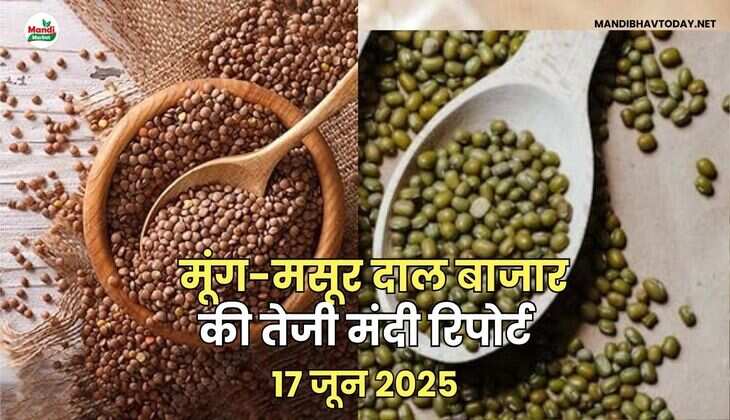 मूंग-मसूर तेजी मंदी रिपोर्ट -17 जून 2025