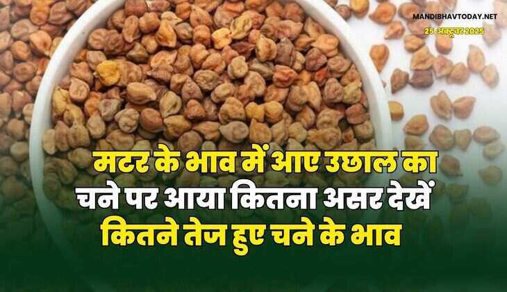 मटर के भाव में आए उछाल का चने पर आया कितना असर | देखें कितने तेज हुए चने के भाव