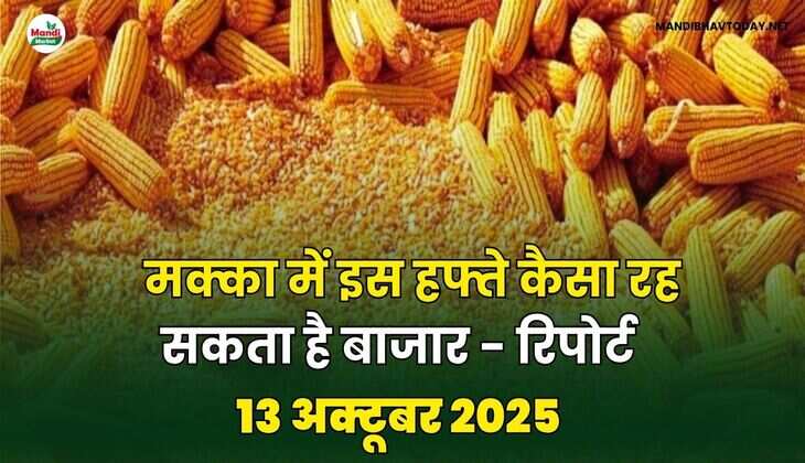 मक्का में इस हफ्ते कैसा रह सकता है बाजार - रिपोर्ट