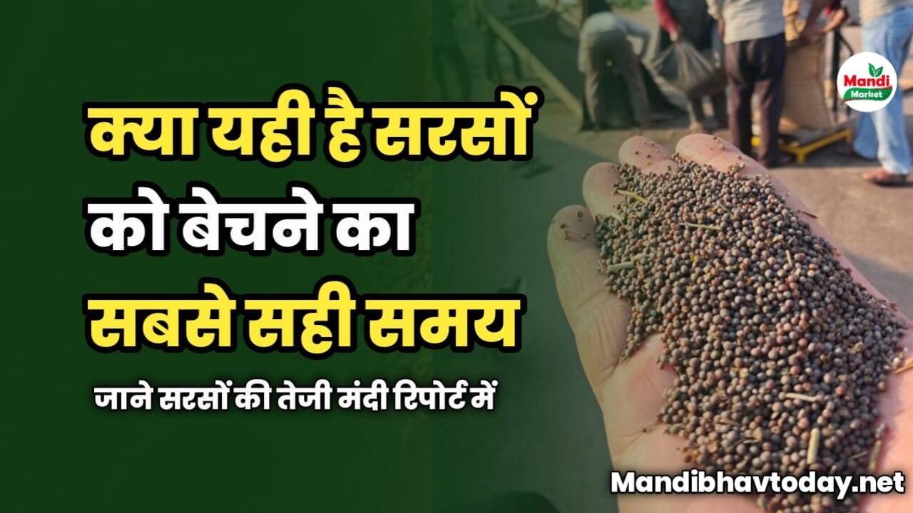 क्या यही है सरसों बेचने का सबसे सही समय | जाने सरसों की तेजी मंदी रिपोर्ट में 