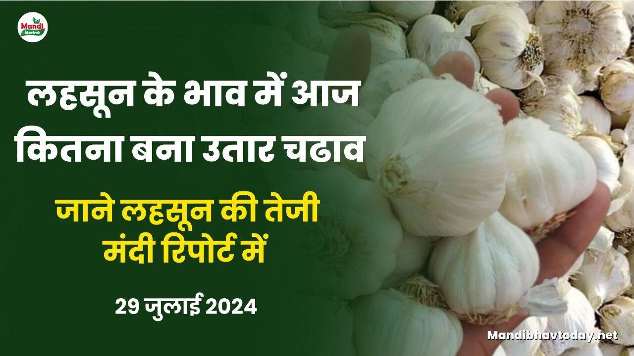 लहसुन के भाव में आज कितना बना उतार चढाव | जाने लहसुन की तेजी मंदी रिपोर्ट में