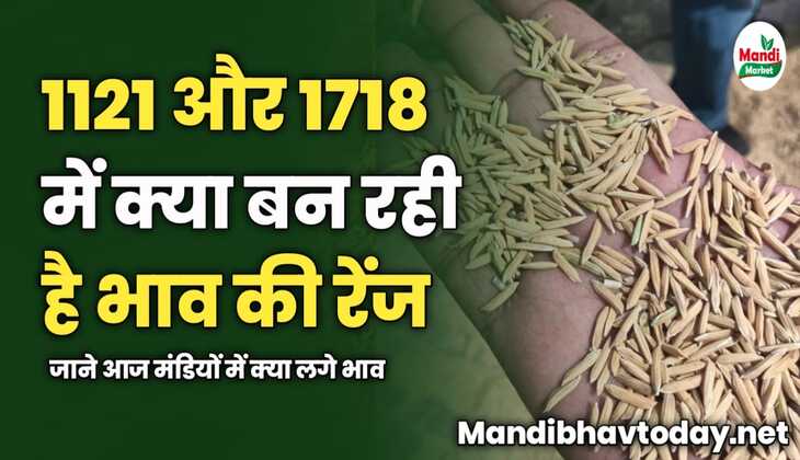 1121 और 1718 में क्या बन रही है भाव की रेंज | जाने आज मंडियों में क्या लगे भाव
