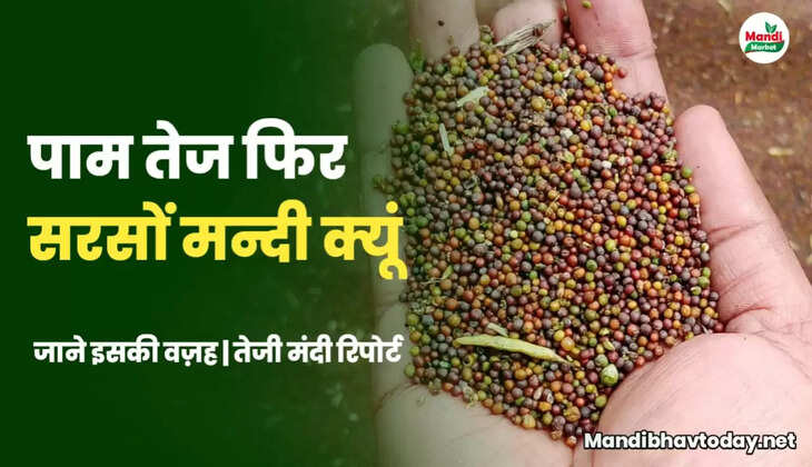 PALM RISE MUSTARD DOWN