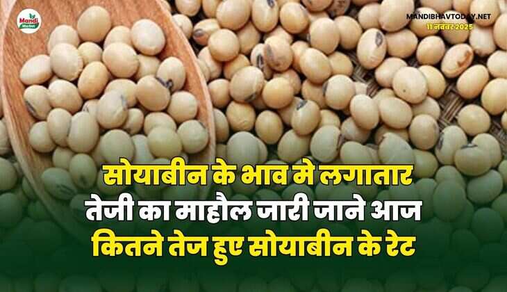 सोयाबीन के भाव मे लगातार तेजी का माहौल जारी | जाने आज कितने तेज हुए सोयाबीन के रेट