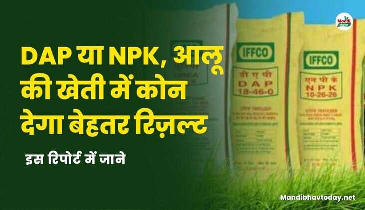 DAP या NPK, आलू की खेती में कोन देगा बेहतर रिज़ल्ट 
