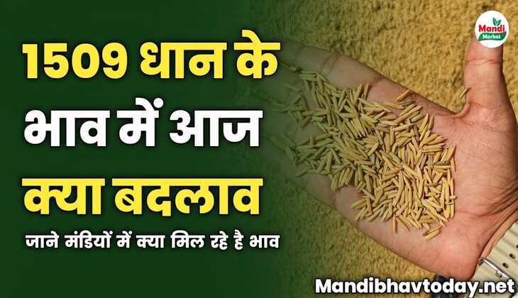 1509 धान के भाव में आज क्या बदलाव | जाने मंडियों में क्या मिल रहे है भाव 
