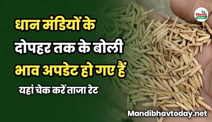 धान मंडियों के दोपहर तक के बोली भाव अपडेट हो गए हैं | यहां चेक करें