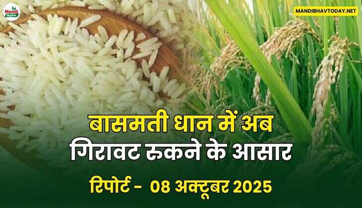 बासमती धान में अब गिरावट रुकने के आसार