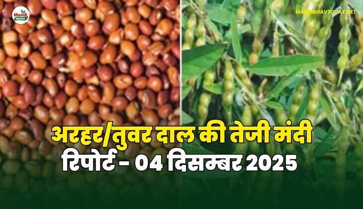 अरहर /तुवर  दाल की तेजी मंदी रिपोर्ट  - 04 दिसम्बर 2025