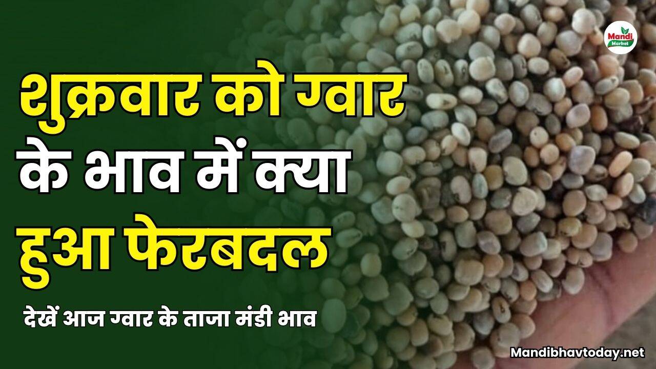 शुक्रवार को ग्वार के भाव में क्या हुआ फेरबदल | देखें आज ग्वार के ताजा मंडी भाव