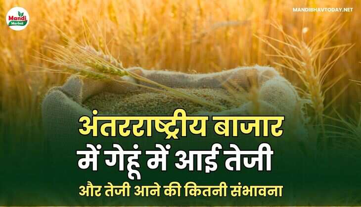 गेहू इमेज 