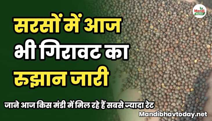 सरसों में आज भी गिरावट का रुझान जारी | जाने आज किस मंडी में मिल रहे हैं सबसे ज्यादा रेट