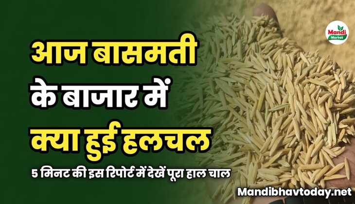 बासमती के बाजार में आज क्या हुई हलचल | 5 मिनट की इस रिपोर्ट में देखें पूरा हाल चाल