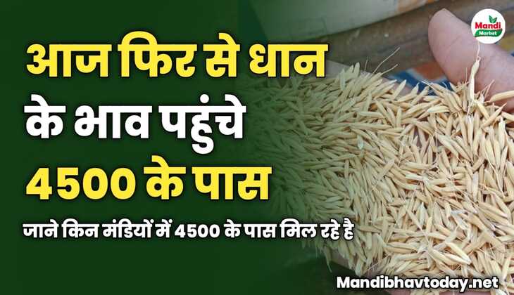 आज फिर से धान के भाव पहुंचे 4500 के पास | जाने किन मंडियों में 4500 के पास मिल रहे है 