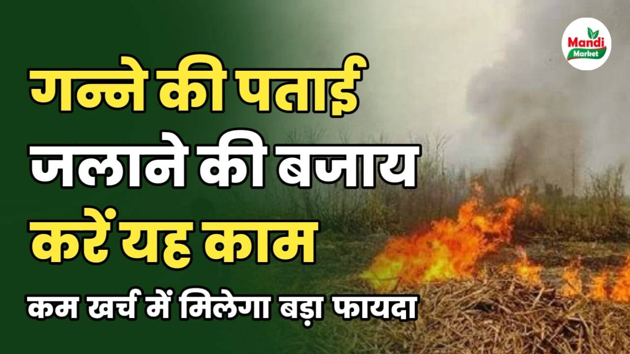 ganne ki patayi