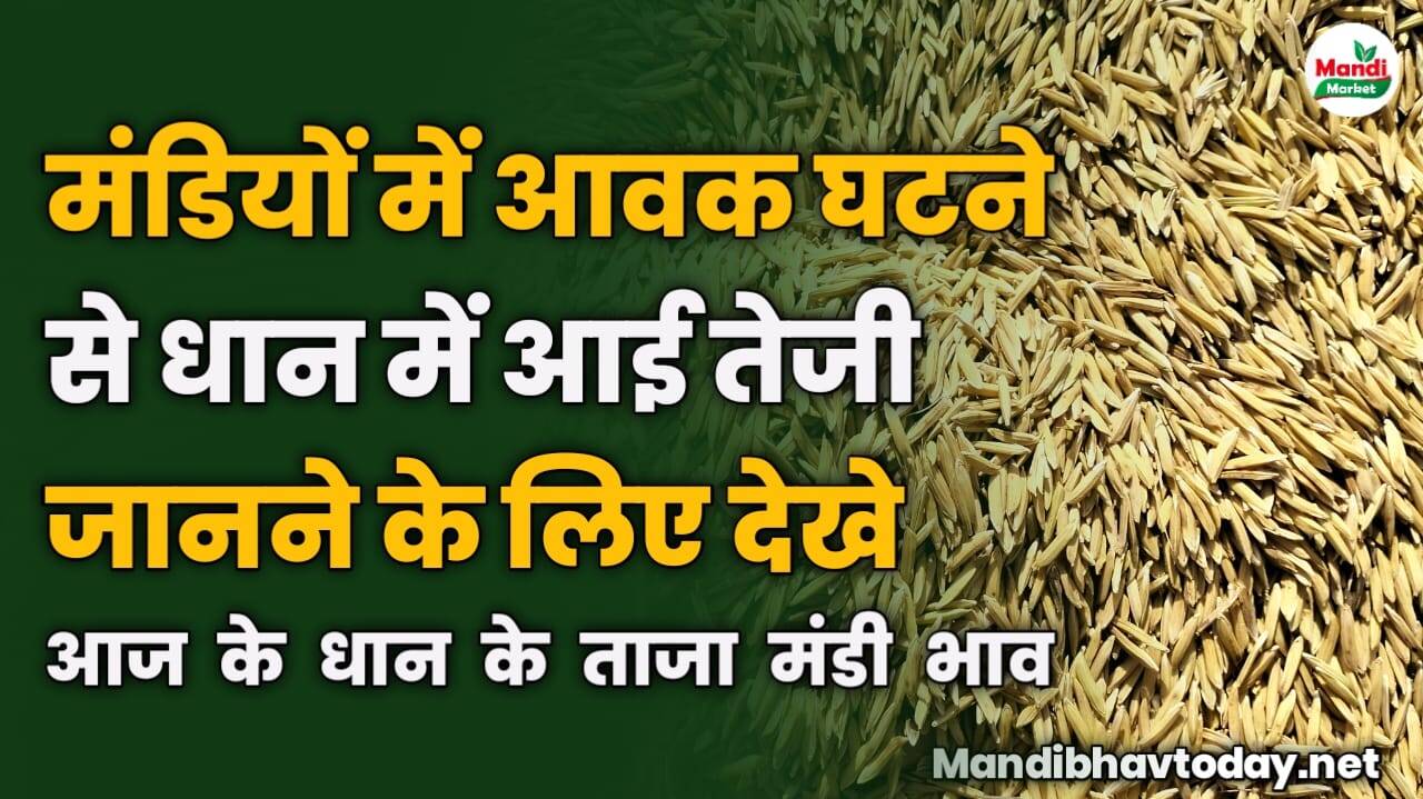 मंडियों में आवक घटने से धान में आई तेजी जानने के लिए देखे आज के धान के ताजा मंडी भाव