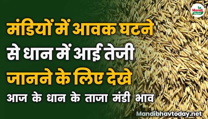 मंडियों में आवक घटने से धान में आई तेजी जानने के लिए देखे आज के धान के ताजा मंडी भाव 