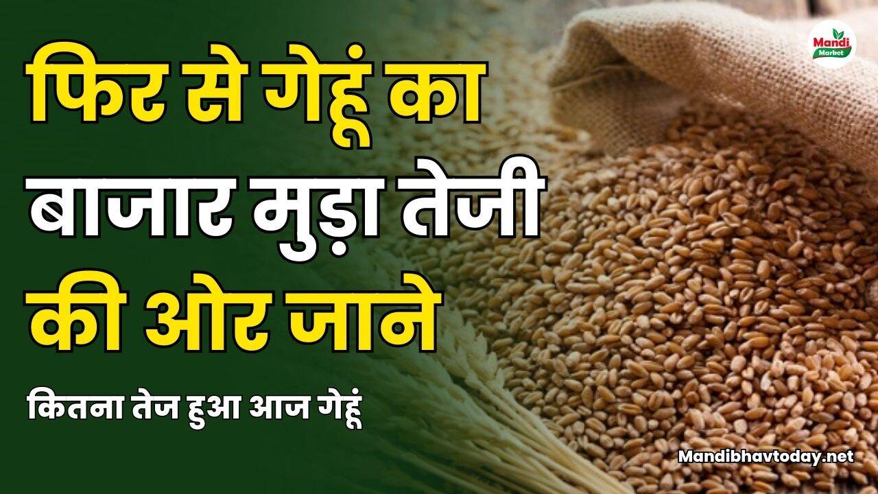 फिर से गेहूं का बाजार मुड़ा तेजी की ओर | जाने कितना तेज हुआ आज गेहूं