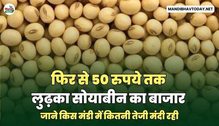 फिर से 50 रुपये तक लुढ़का सोयाबीन का बाजार | जाने किस मंडी में कितनी&nbsp;तेजी&nbsp;मंदी&nbsp;रही