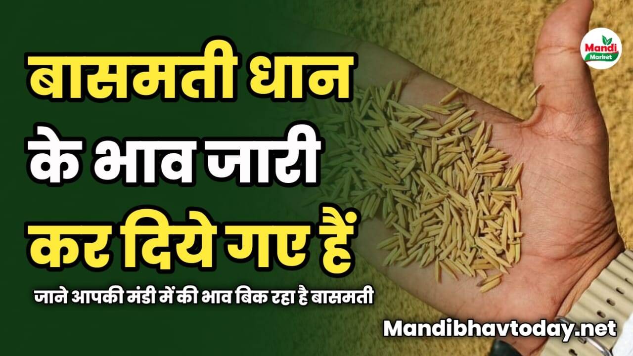 बासमती धान के भाव जारी कर दिये गए हैं | जाने आपकी मंडी में की भाव बिक रहा है बासमती