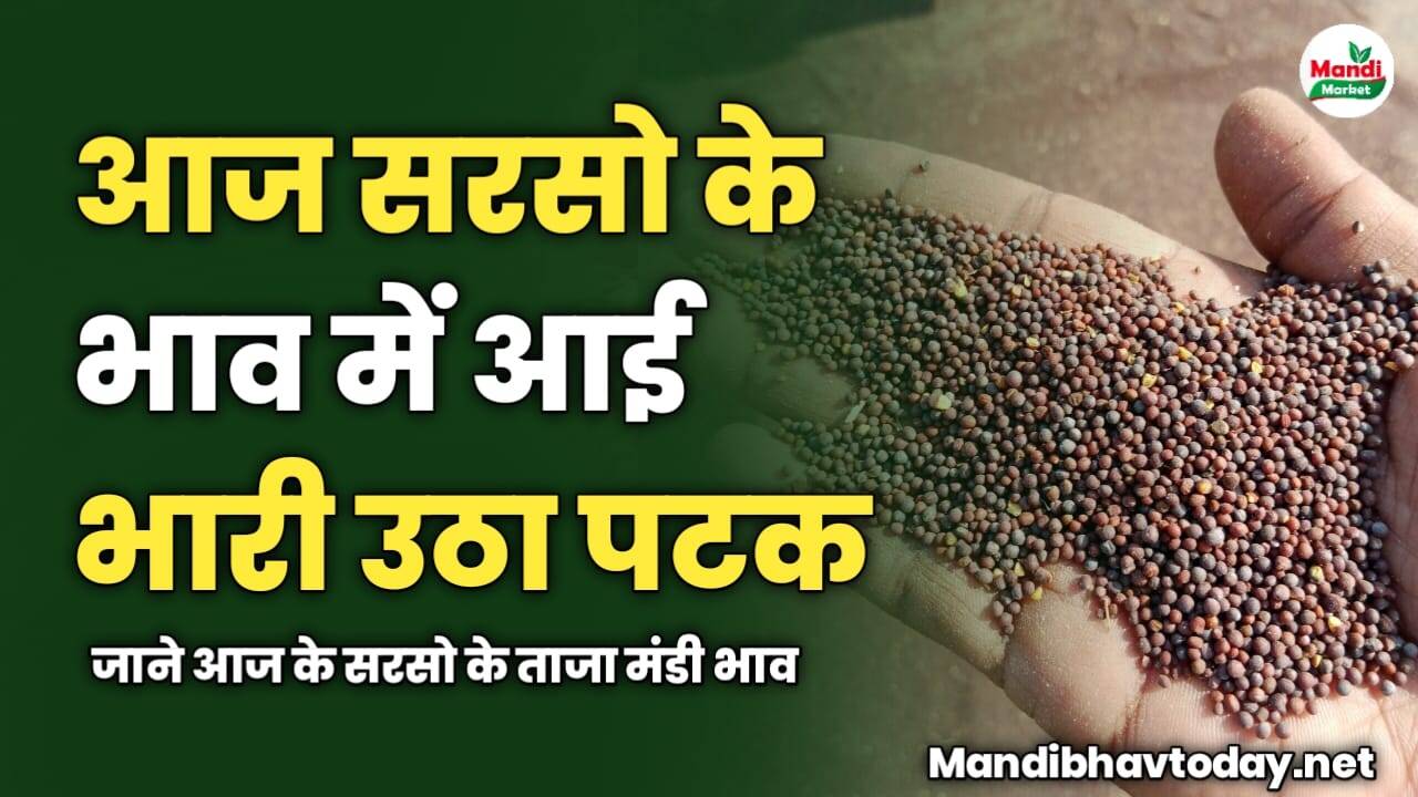 आज सरसो के भाव में आई भारी उठा पटक | जाने आज के सरसो के ताजा मंडी भाव