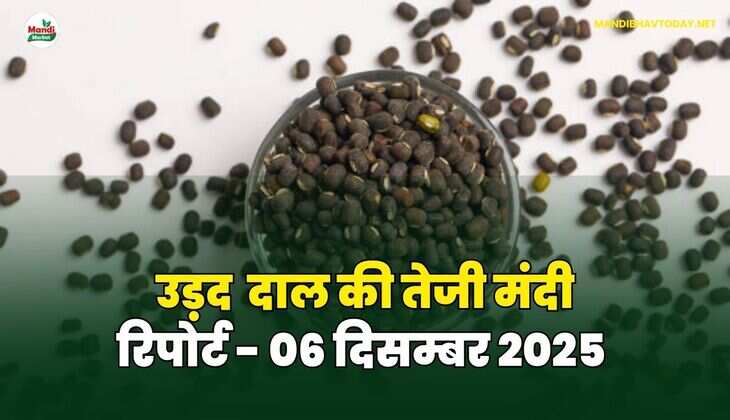 उड़द दाल की तेजी मंदी रिपोर्ट  - 06 दिसम्बर 2025