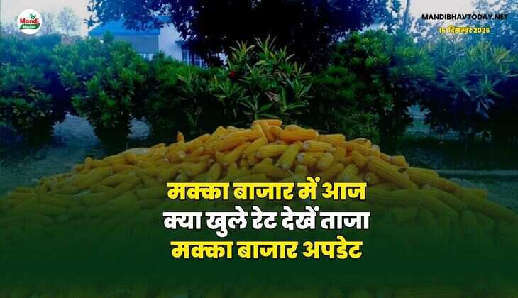 मक्का बाजार में आज क्या खुले रेट | देखें ताजा मक्का बाजार अपडेट