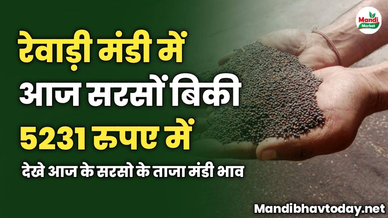 रेवाड़ी मंडी में आज सरसों बिकी 5231 रुपए में | देखे आज के सरसो के ताजा मंडी भाव 