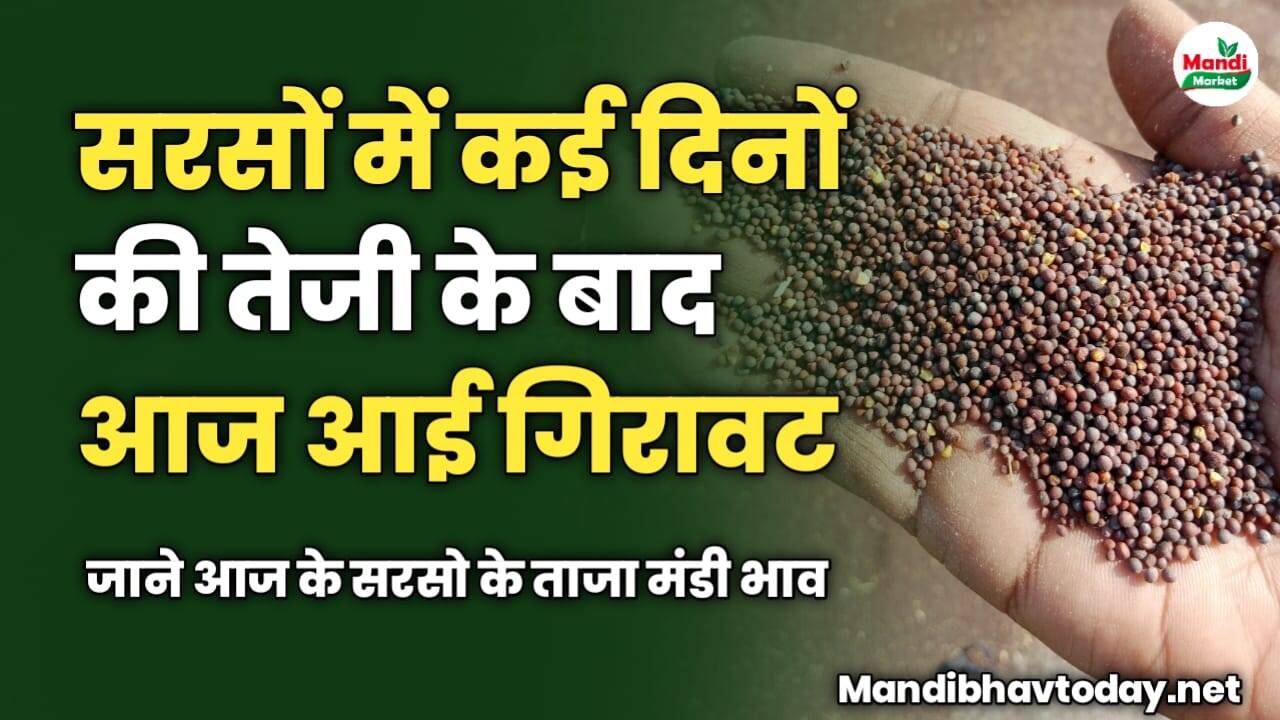 सरसों में कई दिनों की तेजी के बाद आज आई गिरावट | जाने आज के सरसो के ताजा मंडी भाव