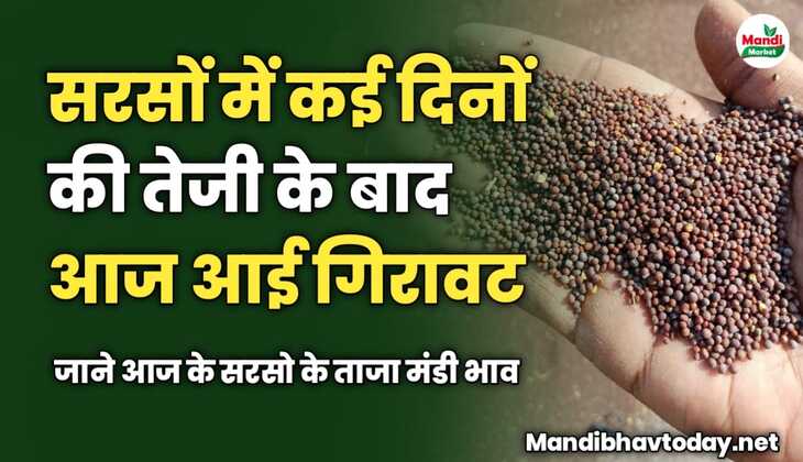 सरसों में कई दिनों की तेजी के बाद आज आई गिरावट | जाने आज के सरसो के ताजा मंडी भाव