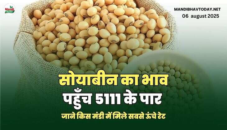 soyabean