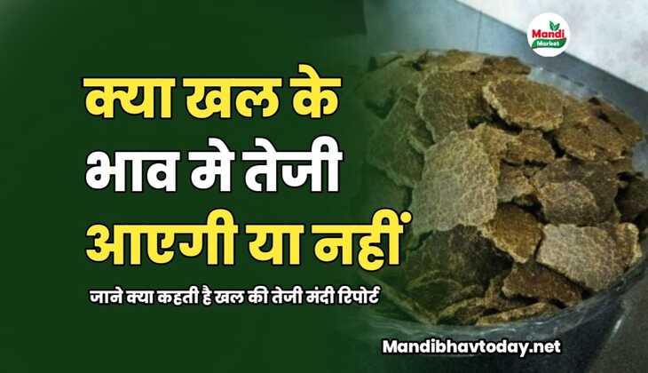 खल के भाव तेज होंगे या नहीं | जाने क्या कहती है खल की तेजी मंदी रिपोर्ट 