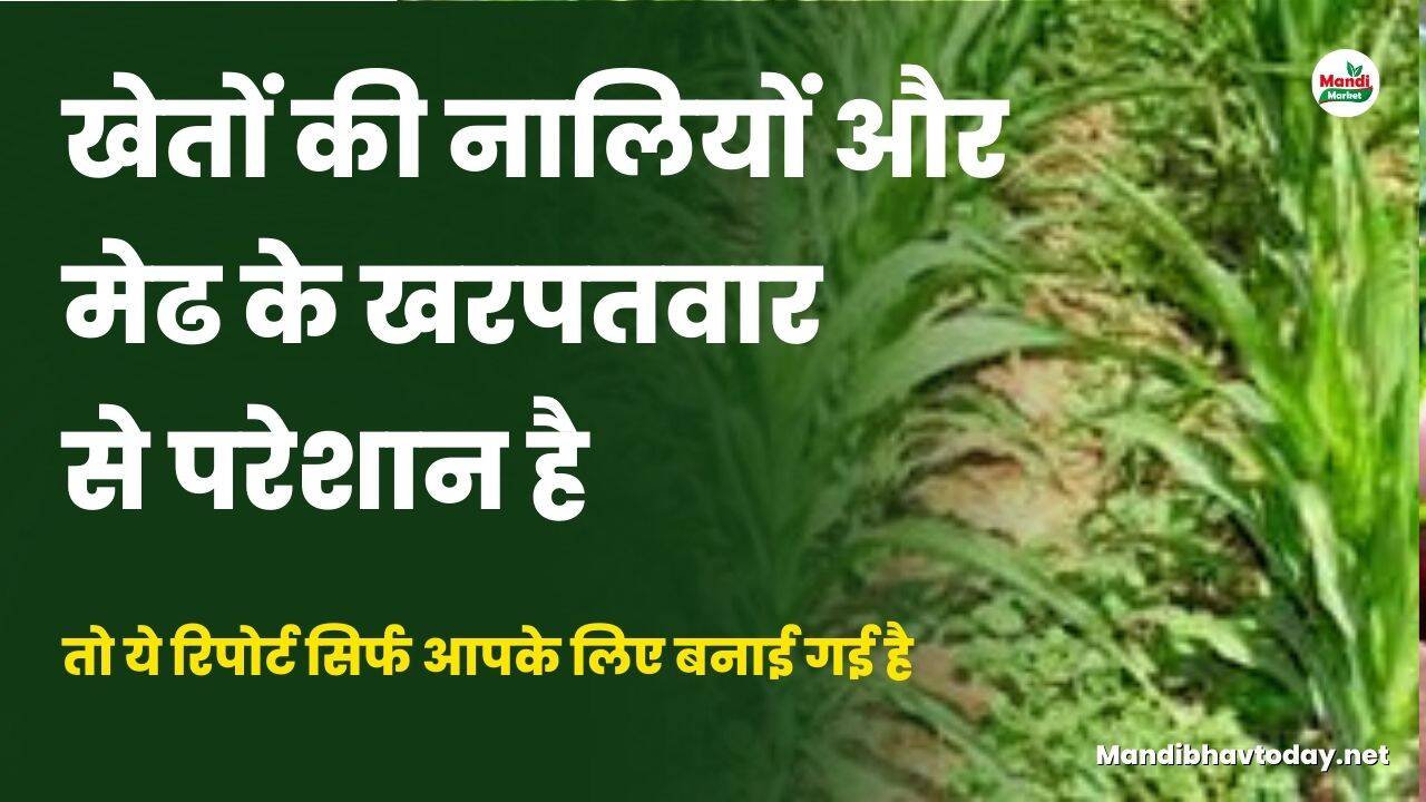 खेतों की नालियों और मेढ के खरपतवार से परेशान है तो ये रिपोर्ट सिर्फ आपके लिए बनाई गई है