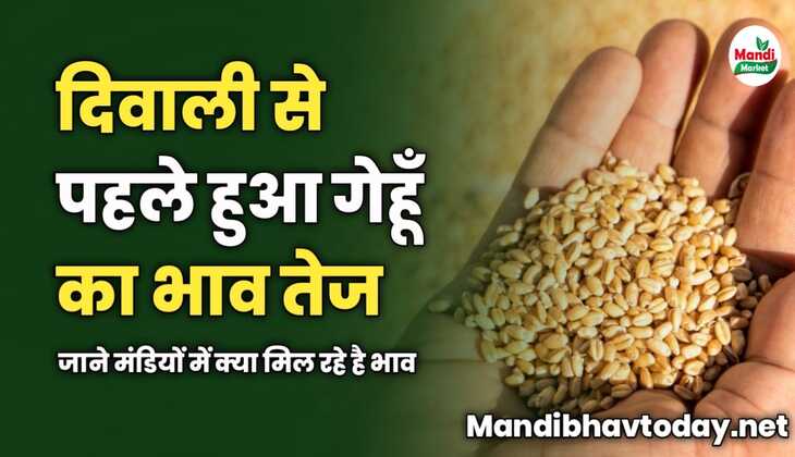 दिवाली से पहले हुआ गेहूँ का भाव तेज | जाने मंडियों में क्या मिल रहे है भाव 