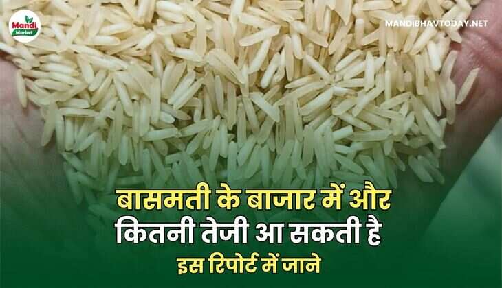  बासमती के बाजार में और कितनी तेजी आ सकती है | इस रिपोर्ट में जाने
