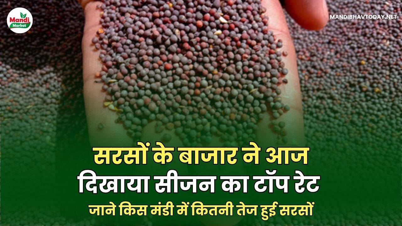 सरसों
