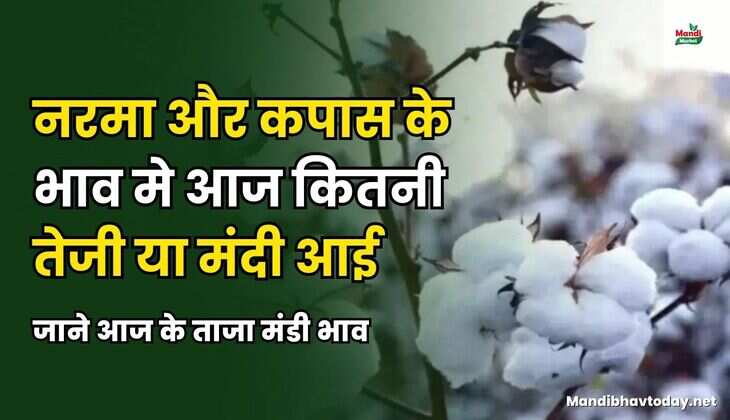 नरमा और कपास के भाव मे आज कितनी तेजी या मंदी आई | जाने आज के ताजा मंडी भाव