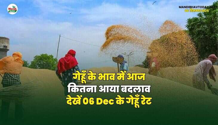 गेहूँ के भाव में आज कितना आया बदलाव | देखें 06 Dec के गेहूँ रेट