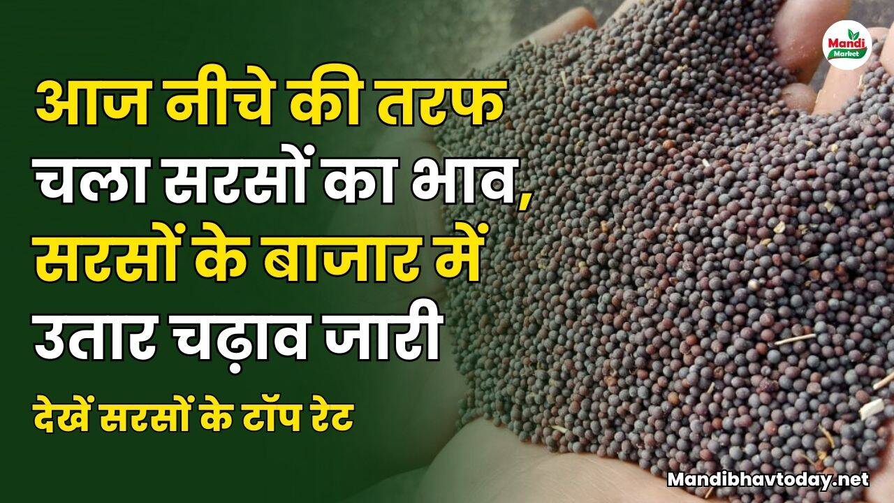 आज नीचे की तरफ चला सरसों का भाव | सरसों के बाजार में उतार चढ़ाव जारी | देखें सरसों के टॉप रेट