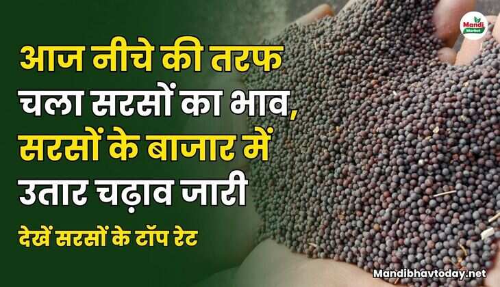 आज नीचे की तरफ चला सरसों का भाव | सरसों के बाजार में उतार चढ़ाव जारी | देखें सरसों के टॉप रेट