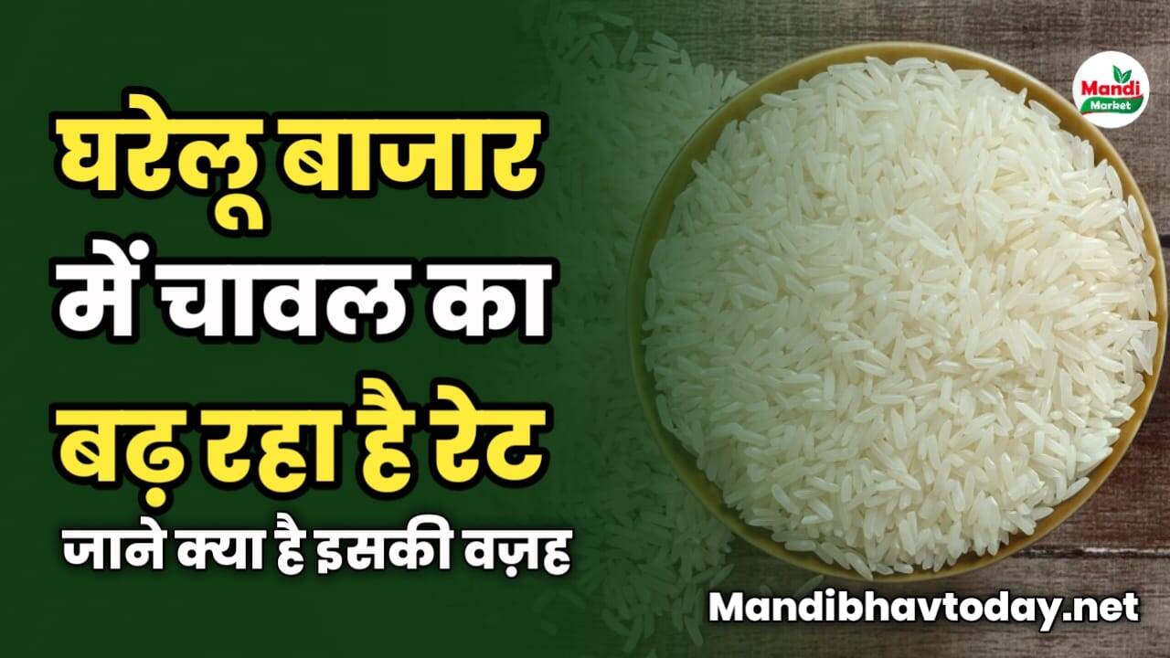 घरेलू बाजार में चावल का बढ़ रहा है रेट | जाने क्या है इसकी वज़ह