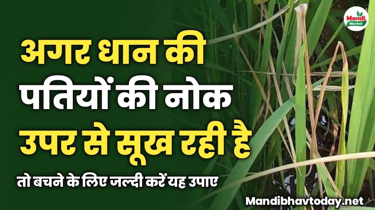 अगर धान की पतियों की नोक उपर से सूख रही है | तो बचने के लिए जल्दी करें यह उपाए