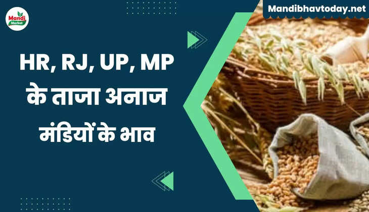 HR RJ MP UP Mandiyo ke bhav 08 Oct 22