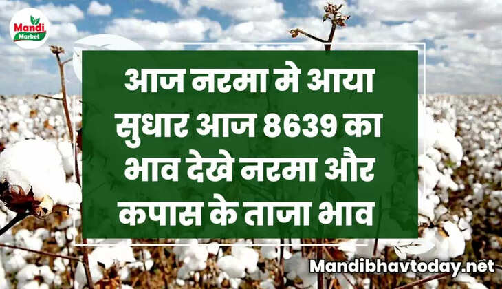 आज नरमा में आया सुधार आज 8639 का भाव देखे आज के नरमा और कपास का मंडी भाव 29 दिसंबर 2022 