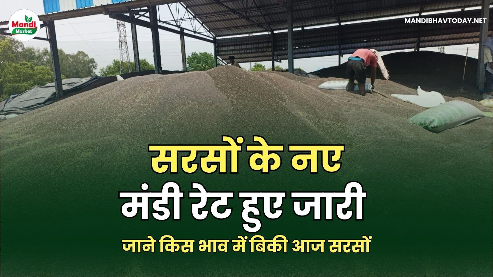 सरसों के नए मंडी रेट हुए जारी जाने किस भाव में बिकी आज सरसों