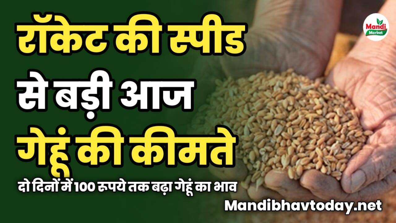 रॉकेट की स्पीड से बड़ी आज गेहूं की कीमते | दो दिनों में 100 रूपये तक बढ़ा गेहूं का भाव