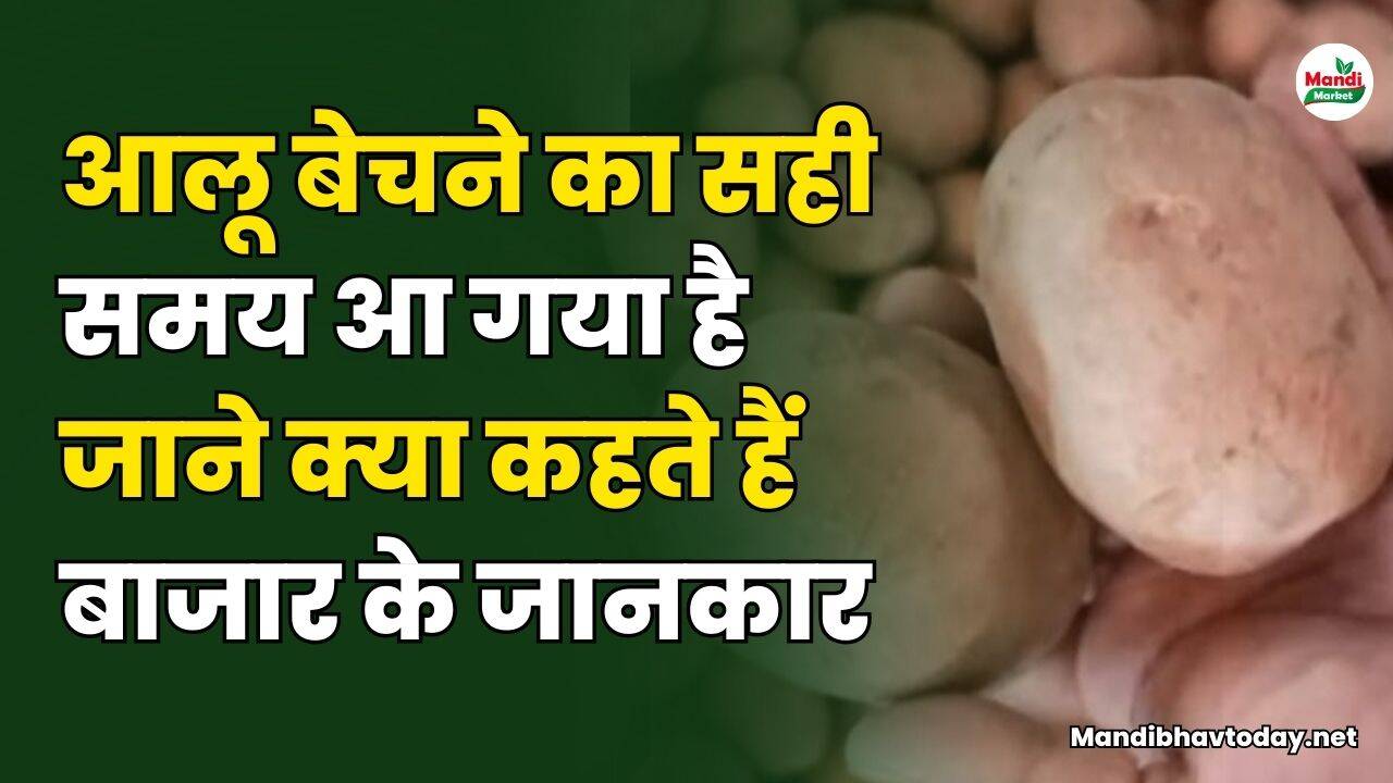 आलू बेचने का सही समय आ गया है | जाने क्या कहते हैं बाजार के जानकार